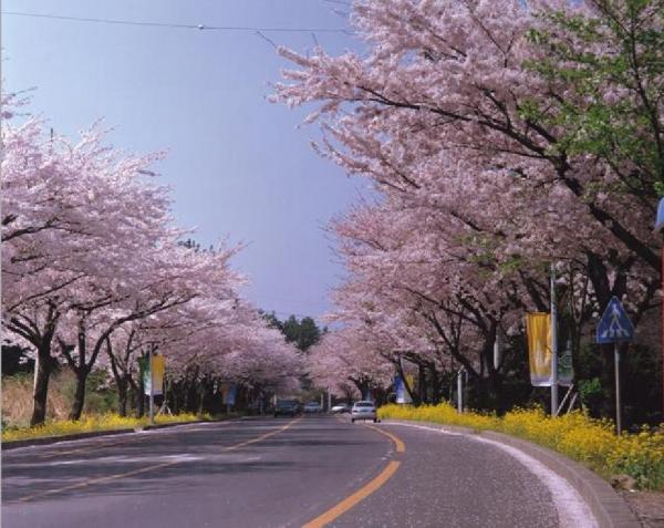 全國最早開花 濟州櫻花節